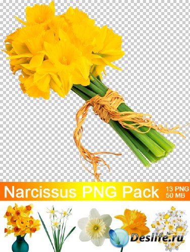 Narcissus -  PNG