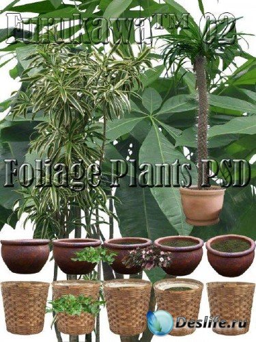 Foliage Plants PSD