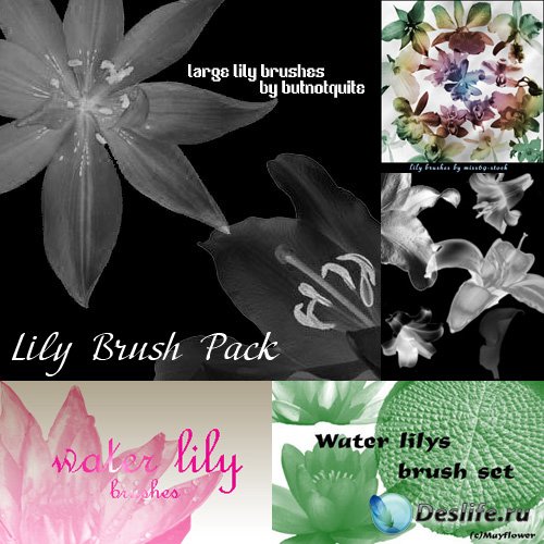 Lily Brush Pack