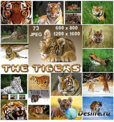     -  (Tigers)
