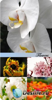 Stock Photo: Flowers