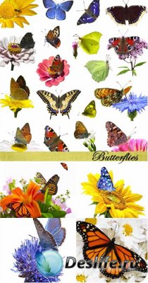 Stock Photo: Butterflies