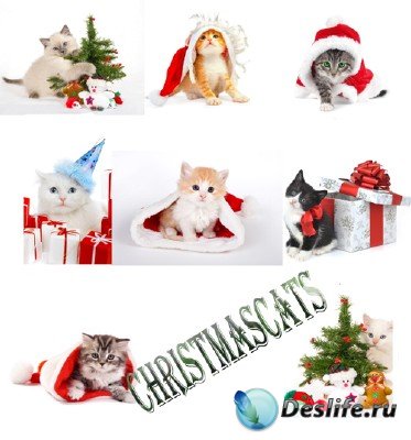 Клипарт - Рождественские котята