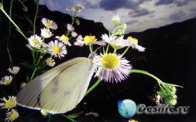 Красоты природы (подборка №14 - Сказочная красота в мире бабочек)