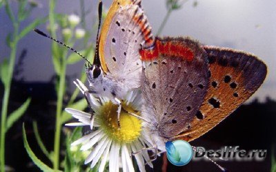 Красоты природы (подборка №14 - Сказочная красота в мире бабочек)