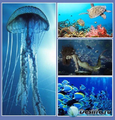 Немного красоты из подводного мира