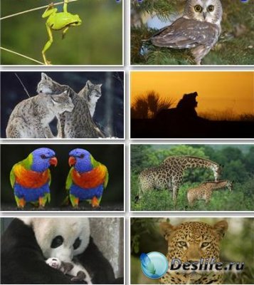 Amazing Animals Wallpapers Full HD 1080p [Set 4]