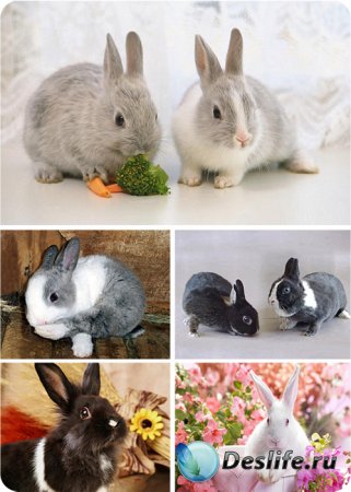 Обои для рабочего стола - Кролики и зайцы
