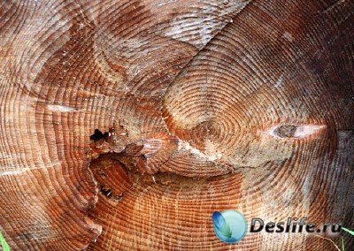 Многообразие текстур в природе - подборка №5 (Дерево)