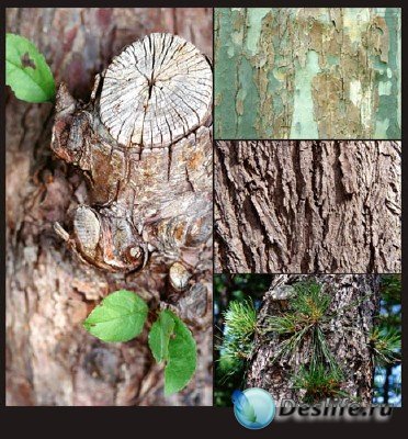Многообразие текстур в природе - подборка №5 (Дерево)