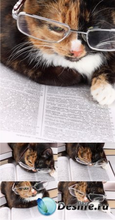 Stock Photos - Читающий кот