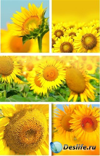 Золотые подсолнухи - фотосток | Sunflowers