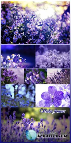 Фоны для фотошопа - Фиолетовые цветы