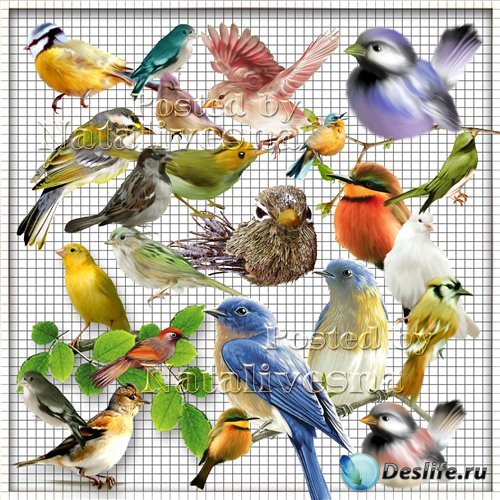 Клипарт на прозрачном фоне – Разноцветные птички – невелички…