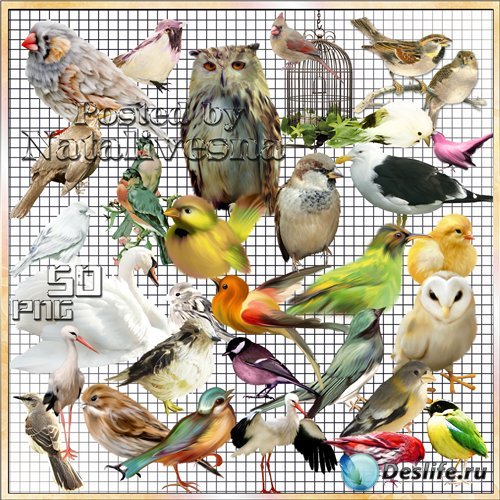 Клипарт на прозрачном фоне – Разноцветные птички – невелички 2