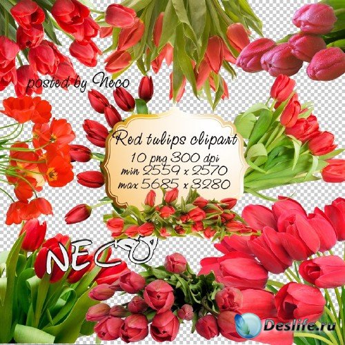 Red Tulips clipart -    PNG