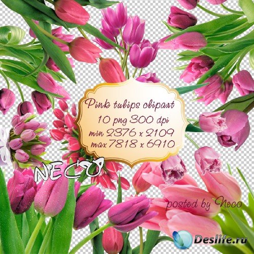 Pink Tulips clipart - Розовые тюльпаны клипарт PNG