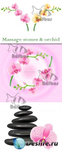 Massage stones and orchid /    