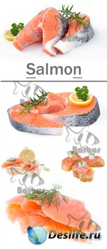 Salmon /  - photo stock