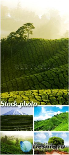      / Tea plantations on the slopes of the  ...