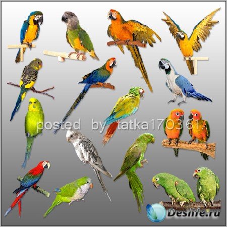 Клипарт для фотошопа - Разноцветные попугаи