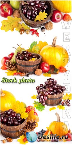  , , ,  / Autumn harvest, grapes, pumpkins, pears - Raster clipart