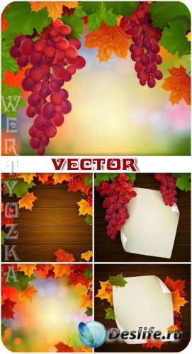  ,   / Bunches of grapes, autumn leaves - vector
