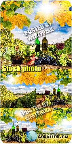 ,  / Wine, vineyards - stock photos