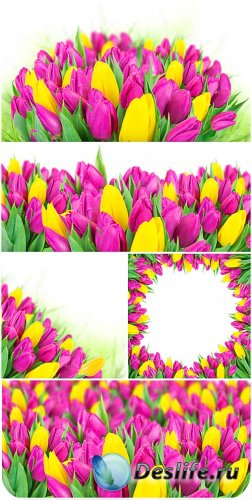Тюльпаны, весенние цветы - сток фото