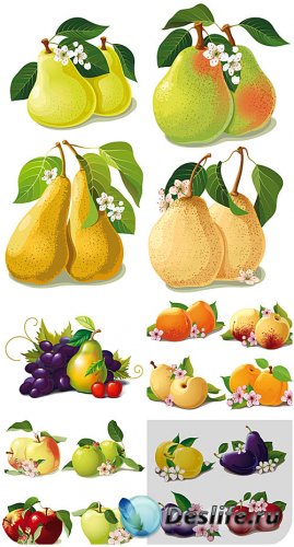   , ,  / Vector fruit, pears, apples