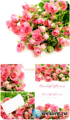 ,    / Roses, bouquet of pink roses - Stock Photo