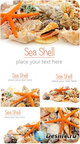 Морские ракушки / Sea shells - Stock photo