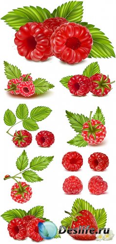 ,    / Raspberry, strawberry vector