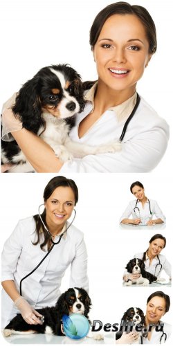     / Veterinary doctor with a dog - Stock Photo