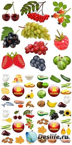    , ,  / Food vector, fruits, vegetables
