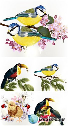 Птицы в векторе, природа / Vector birds, nature