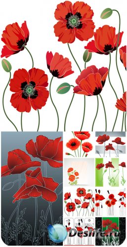    / Red poppies vector