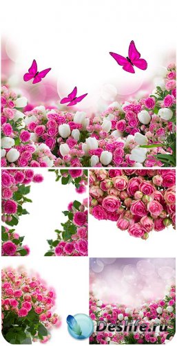 ,      / Roses, backgrounds with flowers and butterflies - Stock photo