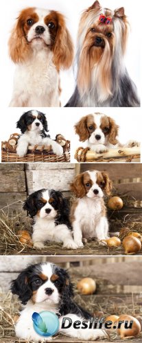    / Small purebred puppies - Stock photo