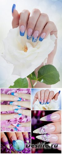  ,  ,  / Beautiful manicured, female hands, roses - Stock Photo