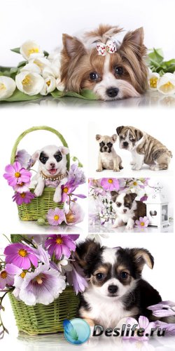      / Small purebred puppies with flowers  ...