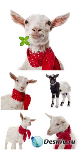     / Goat with a red handkerchief - Stock photo