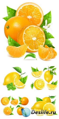 ,    / Lemon, orange vector