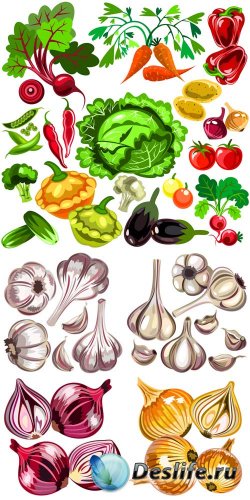   , ,  / Vegetables vector, onions, garlic