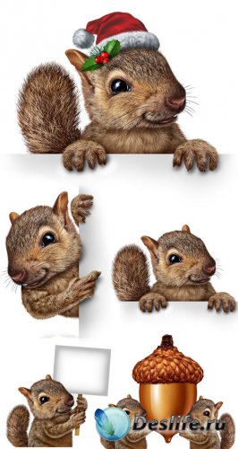     / Squirrel with white placard - Stock photo