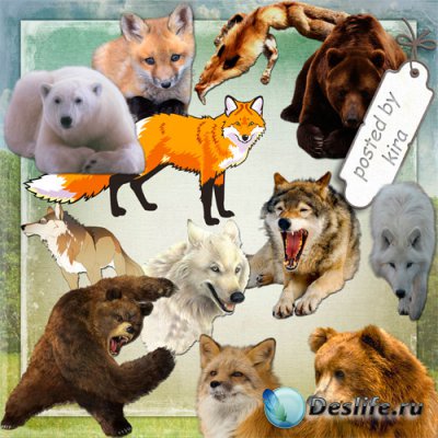Клипарт на прозрачном фоне - Медведи, лисицы и волки