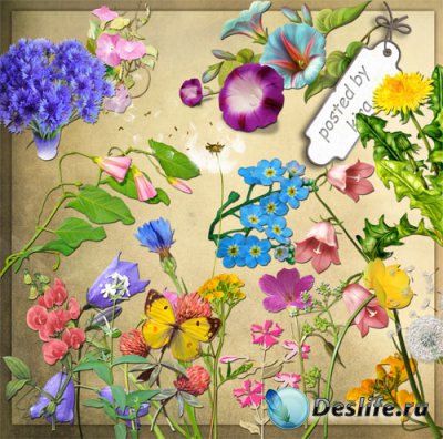 Клипарт в png - Незабудки, одуванчики, колокольчики и другие полевые цветы