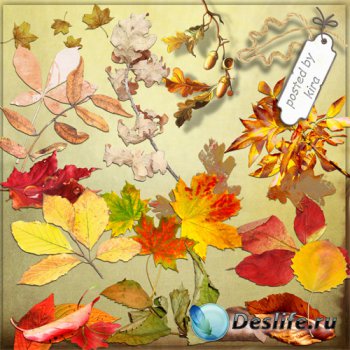 Осенний клипарт - Кленовые, дубовые и другие листья