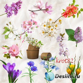 Цветочный клипарт PNG на прозрачном фоне  – Весенние цветы и распустившиеся ...