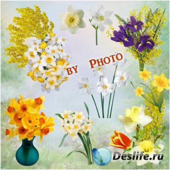 Цветочный клипарт на прозрачном фоне - Нарциссы и мимоза